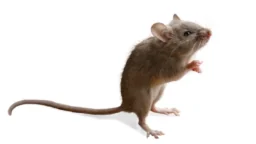 Standing mouse