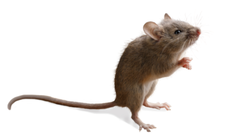 Standing mouse