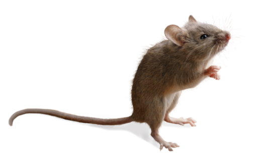 Standing mouse