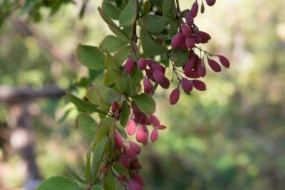 Barberry-is-a-source-of-berberine.