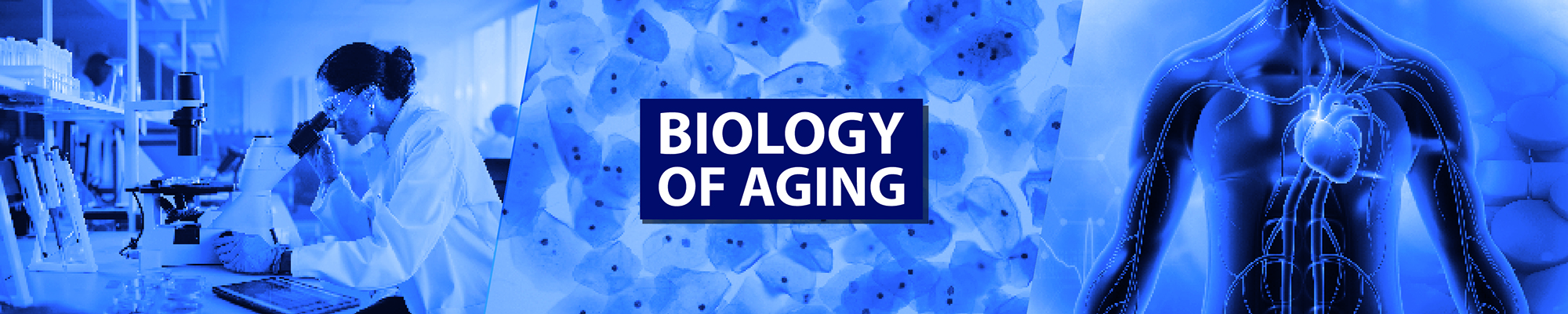 Understanding the biology of aging is essential if we want to rejuvenate aged organs and tissues.