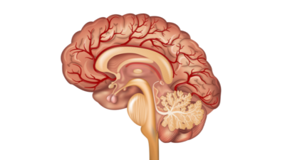 Blood vessels brain