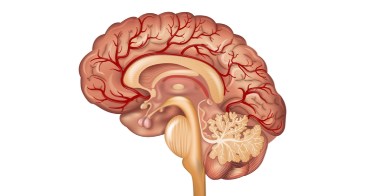 Hypertension Is Associated with Brain Drainage Changes