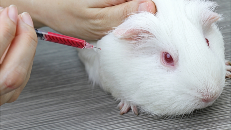 MycoScience - Sensitivities Testing Alternatives In Guinea Pigs For Medical  Devices & Implants