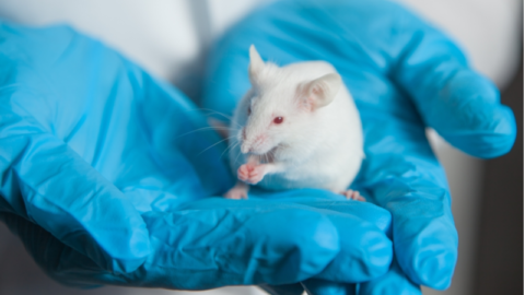 Hands together mouse