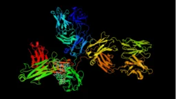 Immunoglobin G