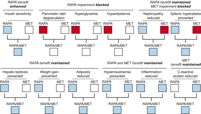 Rapamycin and Metformin