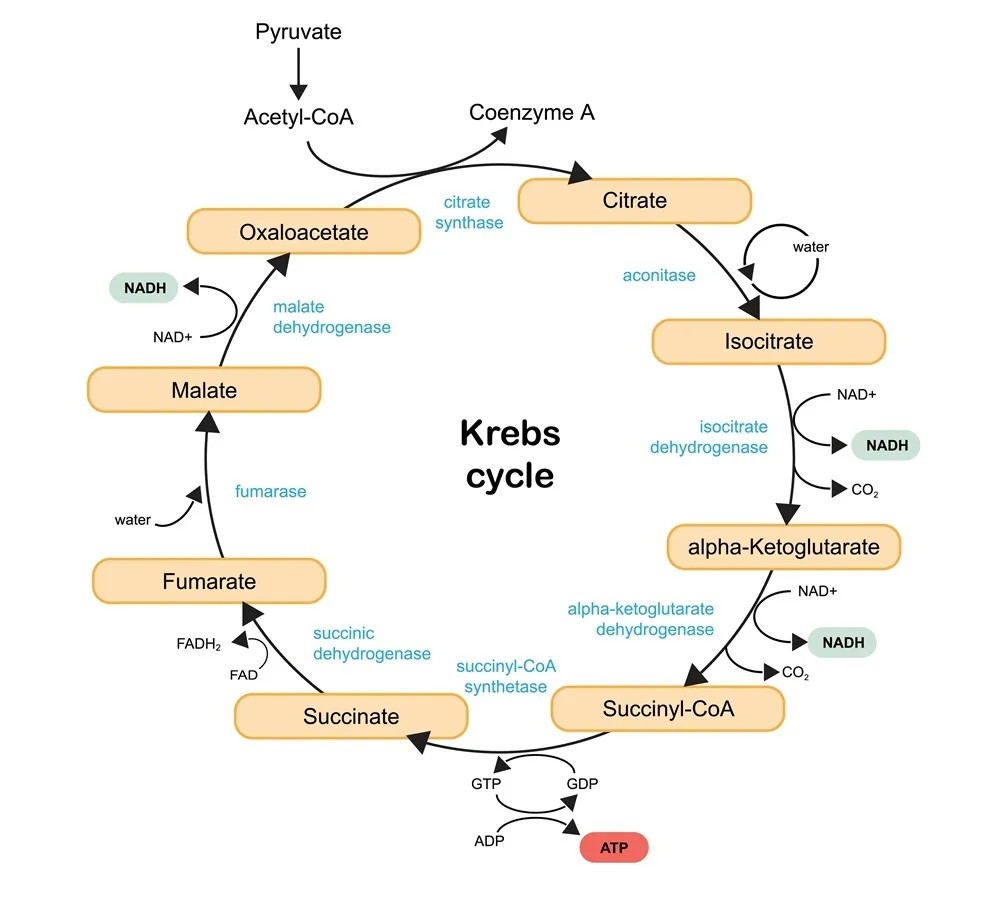 Diagram of the Krebs cycle.
