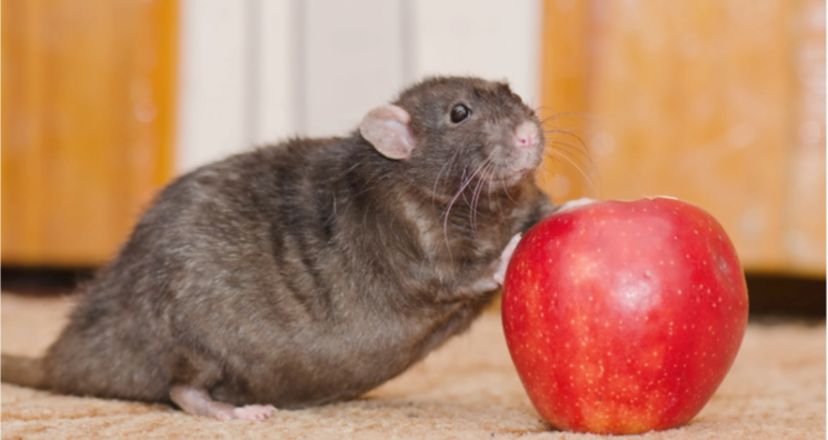 A High-Fat Diet Leads to Joint Degeneration in Rats