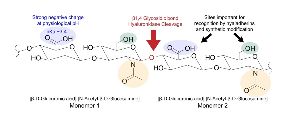 Hyaluronic Acid Structure