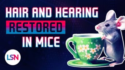 LSN Mice