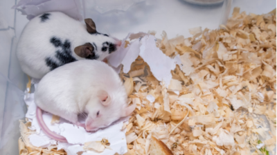 Young and old mice