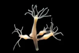 The hydra is biologically immortal.