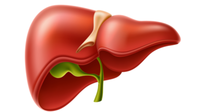 Liver ducts