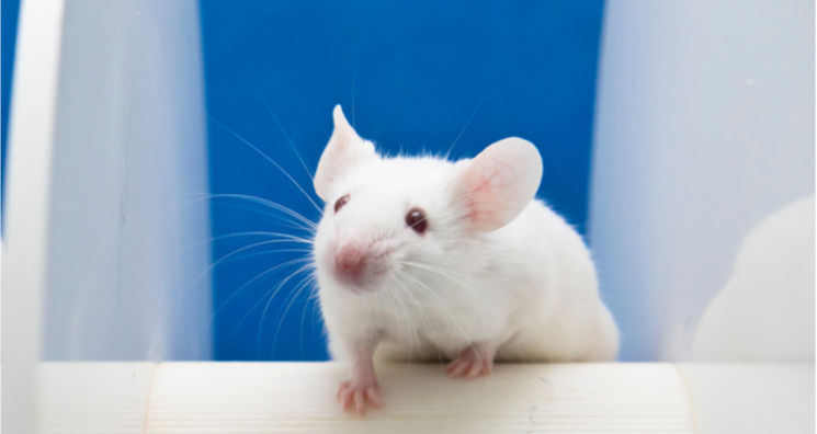 Removing Senescent Cells Improves the Brains of Female Mice