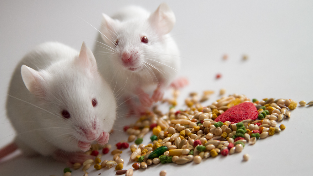 Mice eating