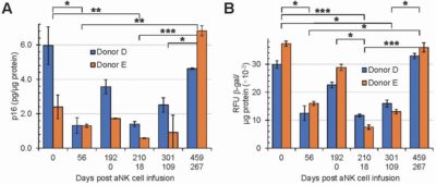Effectiveness of aNK cells 2