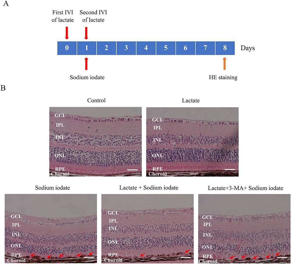 Lactate mouse eyes