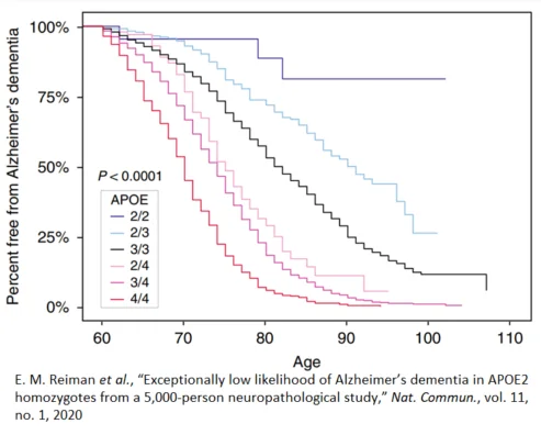 The Relationship Between ApoE and Alzheimer’s | Lifespan.io