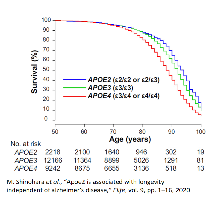 ApoE Alzheimer's 7