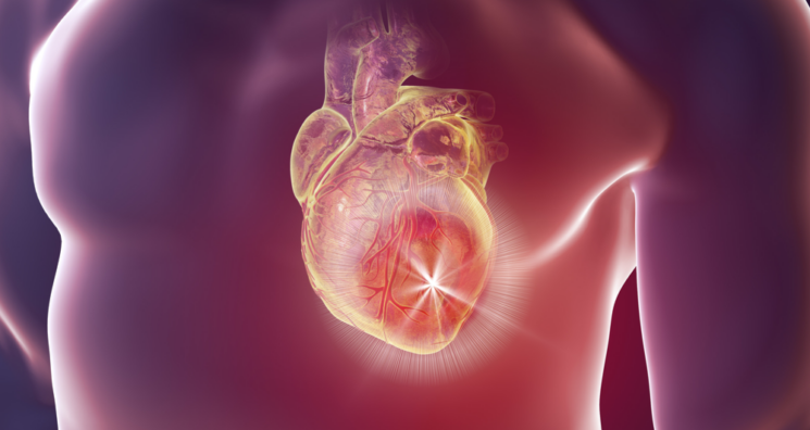 Gene Therapy for Heart Regeneration in Living Animals