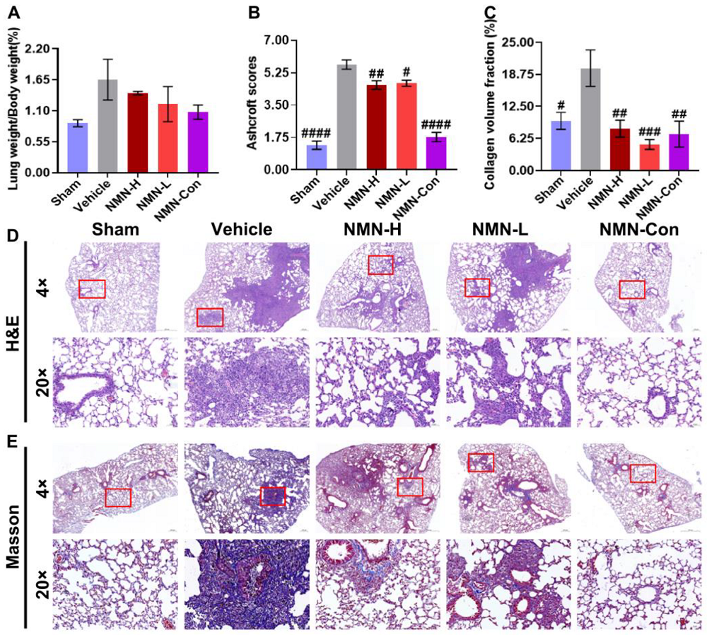 NMN Lung Injury 1