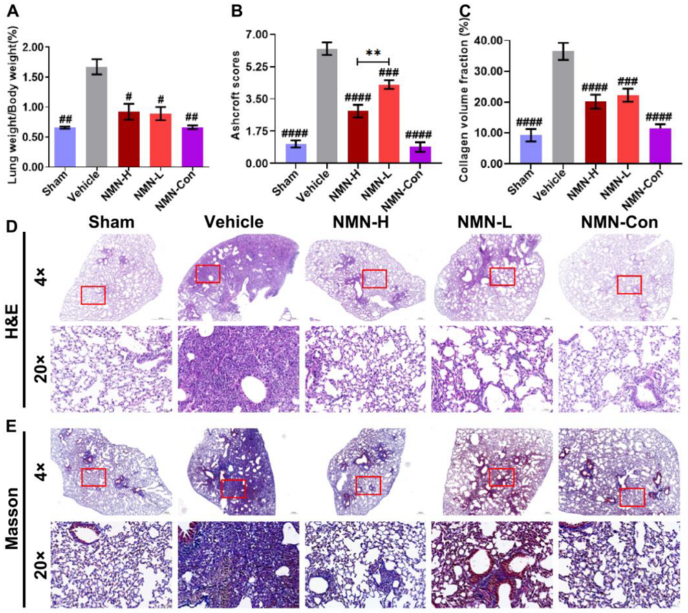 NMN Lung Injury 2