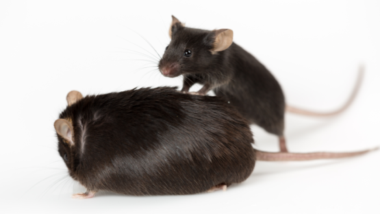 Obese and healthy mouse