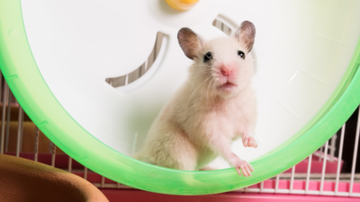 Rodent on exercise wheel