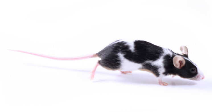 Longevity-Associated Allele Protects Heart Function in Mice