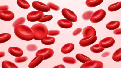 Erythrocytes