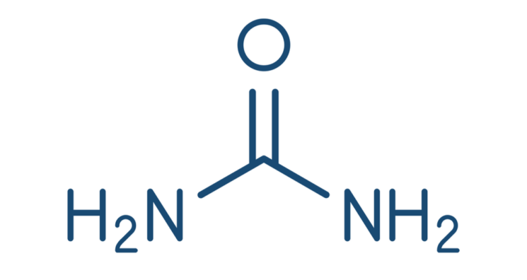 Urea Is a Blood Biomarker of Aging