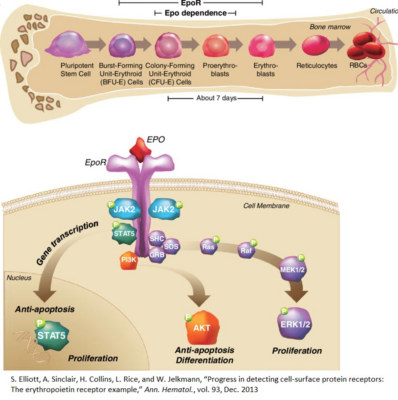 red blood cells 3