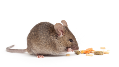 Mouse eating