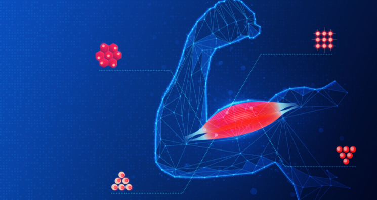 Promoting Muscle Regeneration With an Immune Factor