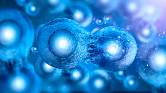 Dividing cell