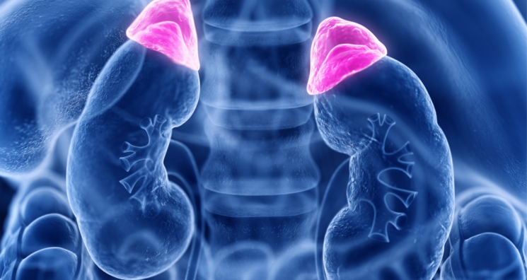Discovering Why Adrenal Cancer Is More Dangerous for Women