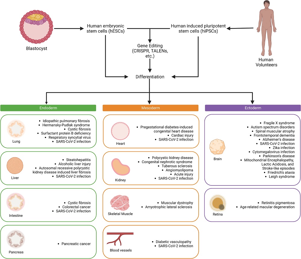 Organoid uses