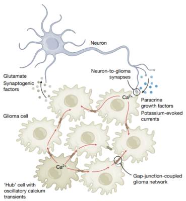 Neuron Glioma Communication