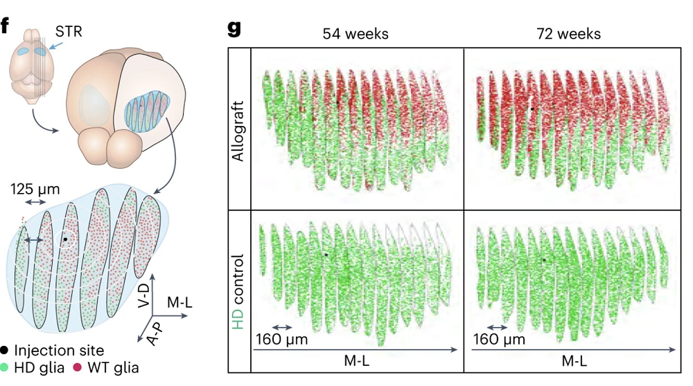 Glial competition