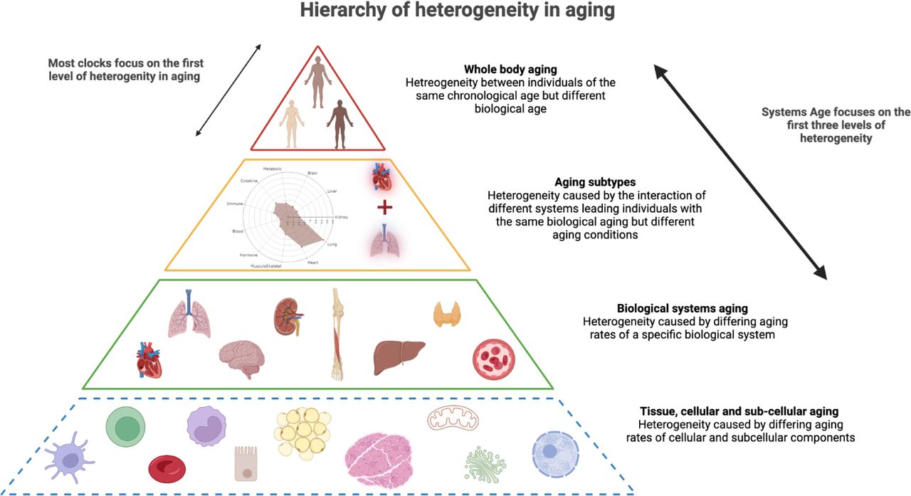 Heterogenicity in Aging