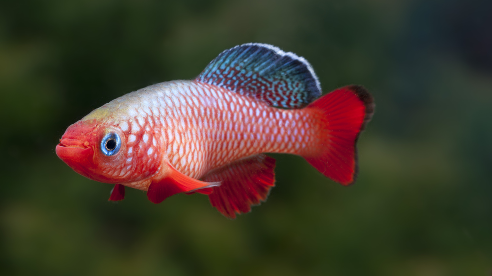 Senolytic Restoration Regeneración en Killifish