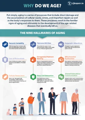 Inforgraphic showing the various reasons humans are thought to age. These reasons are also possible targets for rejuvenation therapies to slow, stop, or reverse aging.