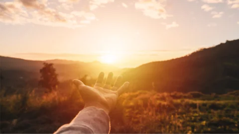 Reaching for the sun
