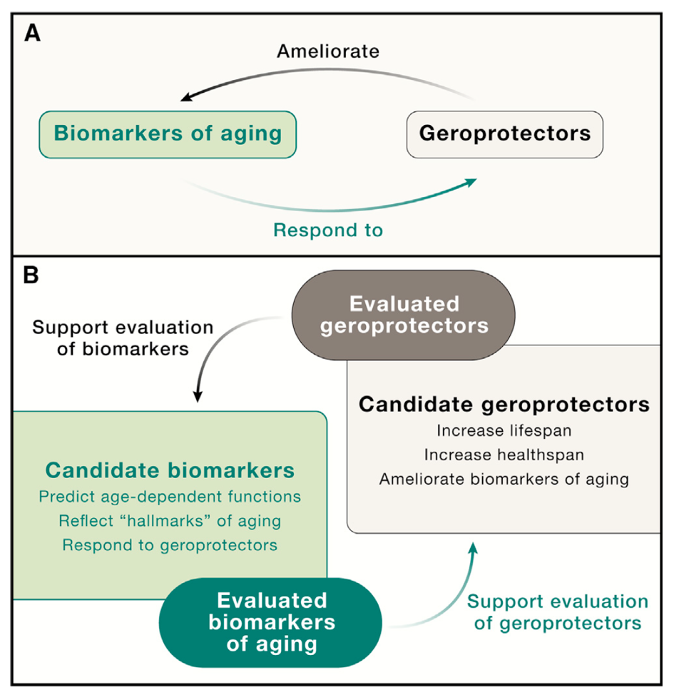 Biomarkers of Aging Explanation