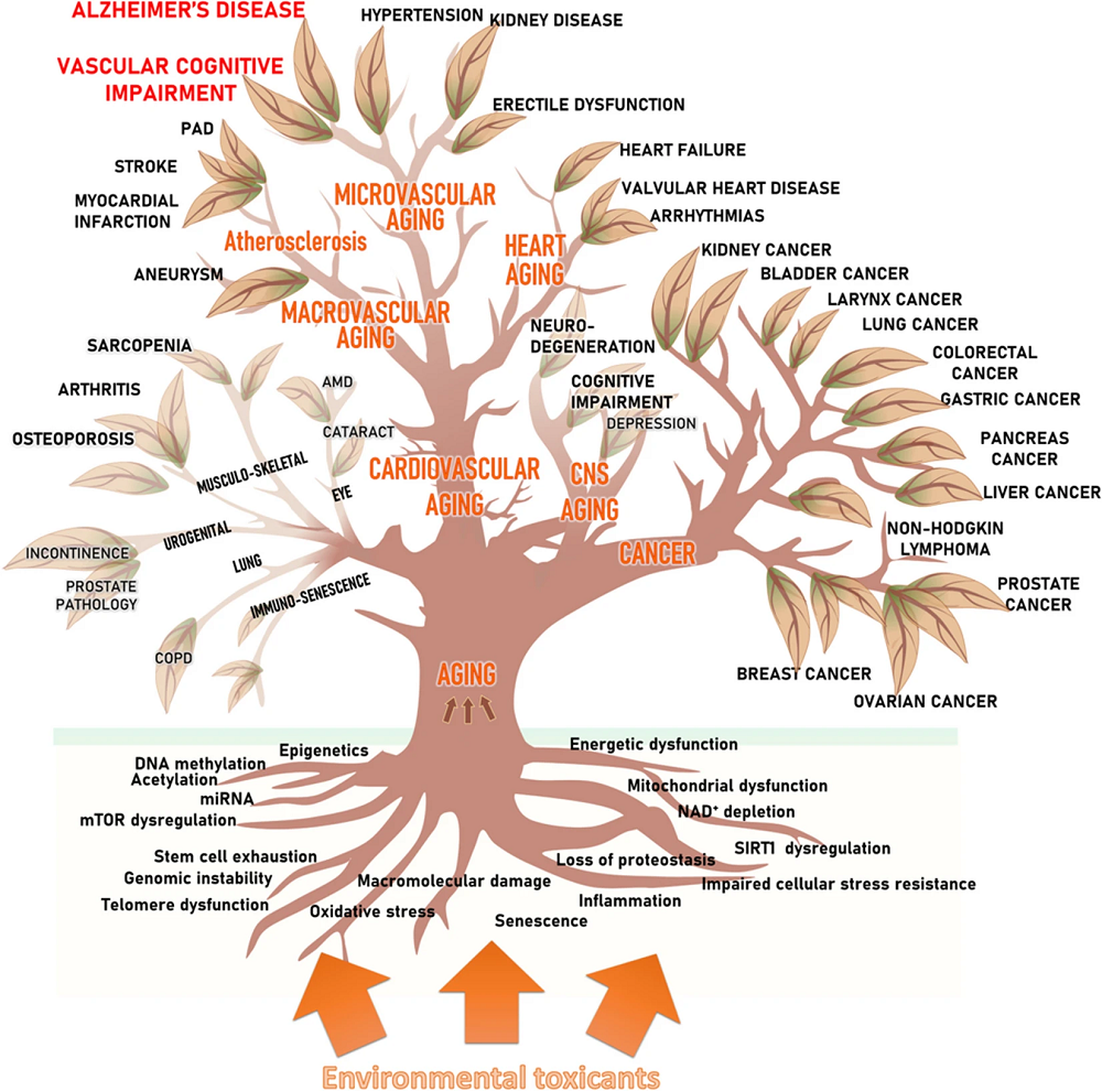 The Tree of Aging