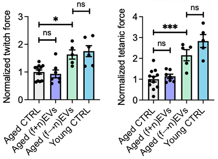 EV effects on aged mice