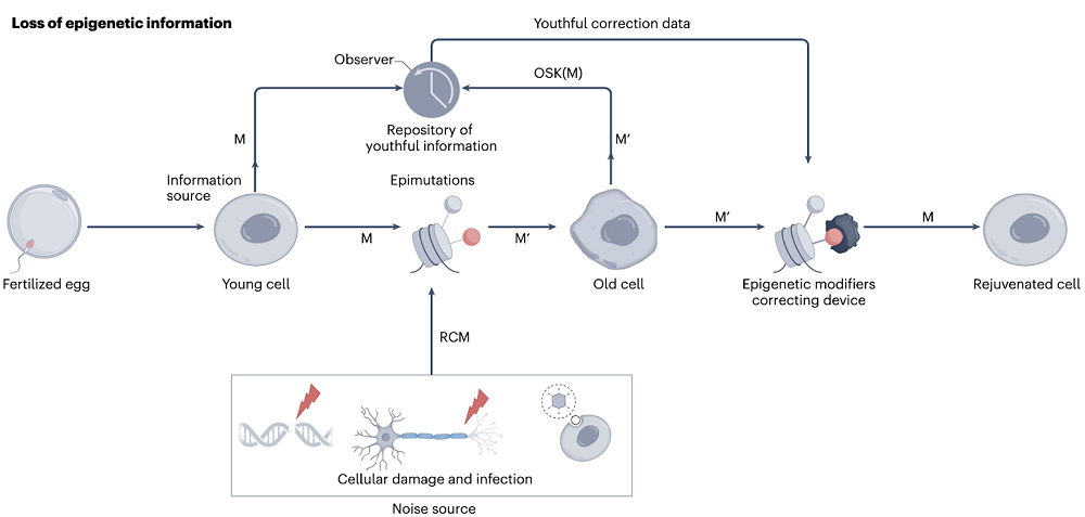 Loss of epigenetic information