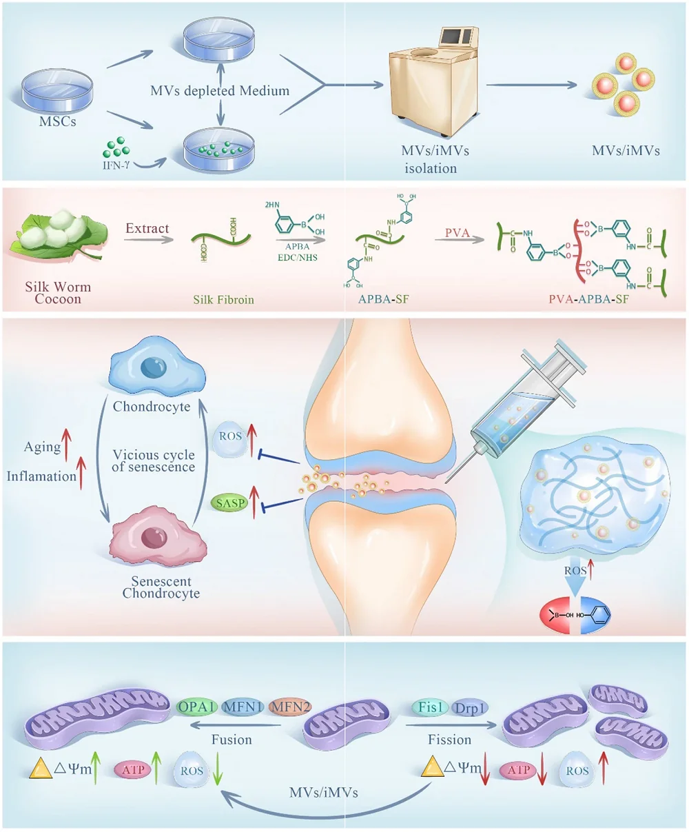 Microvesicles for Osteoarthritis