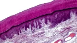 Skin up close